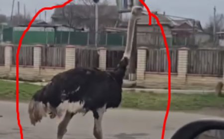 Un struț surprinde șoferii pe o șosea din satul Puhoi