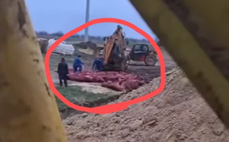 Sacrificarea a 65.000 de porci în Moldova: Imagini exclusive de la înhumare